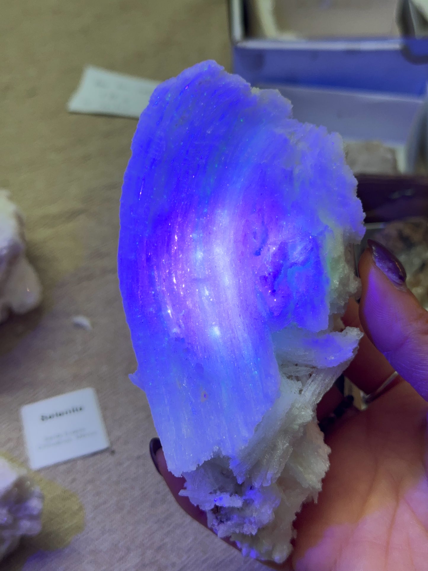 Wave Rams Horn Selenite