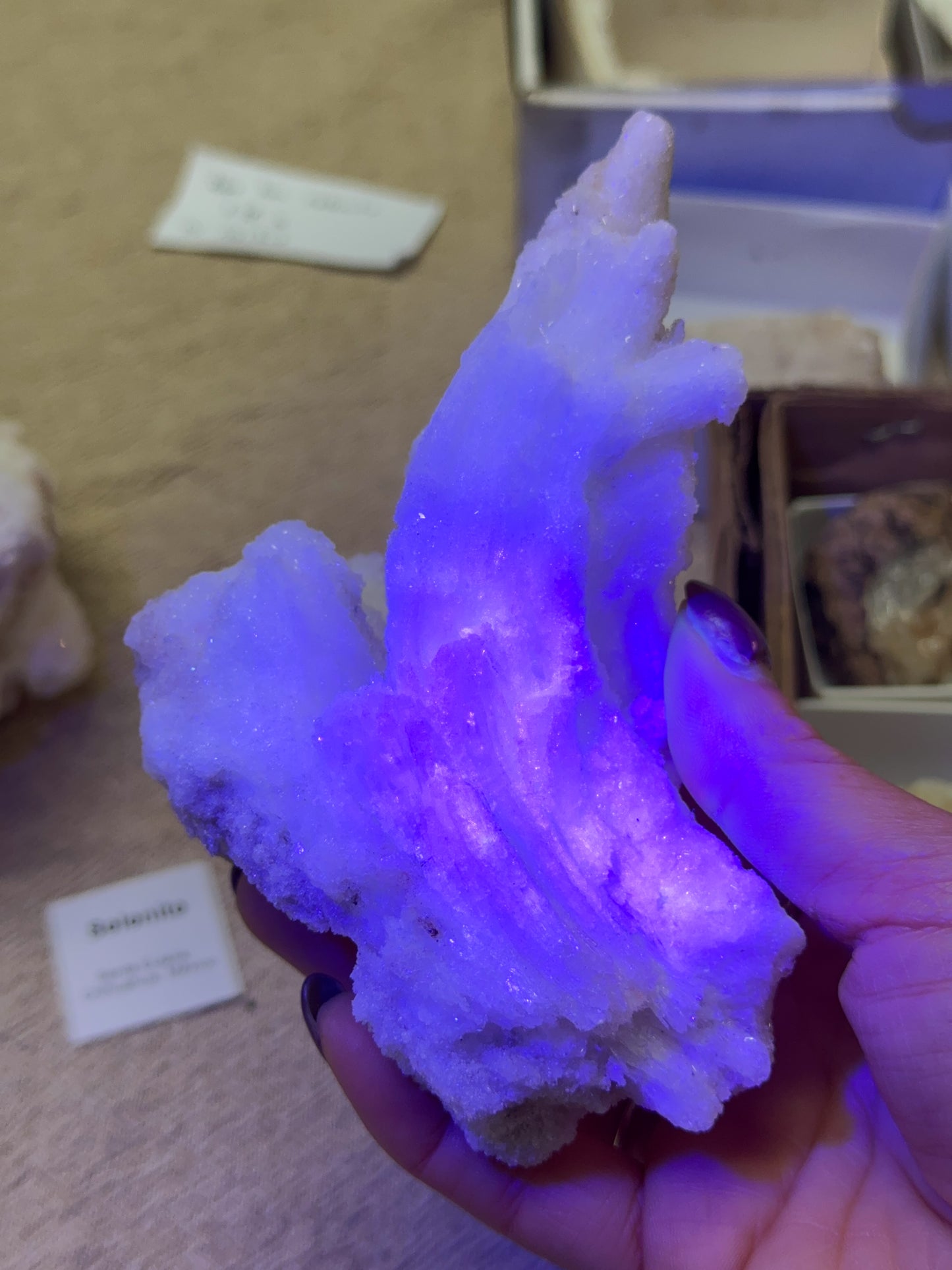 Wave Rams Horn Selenite