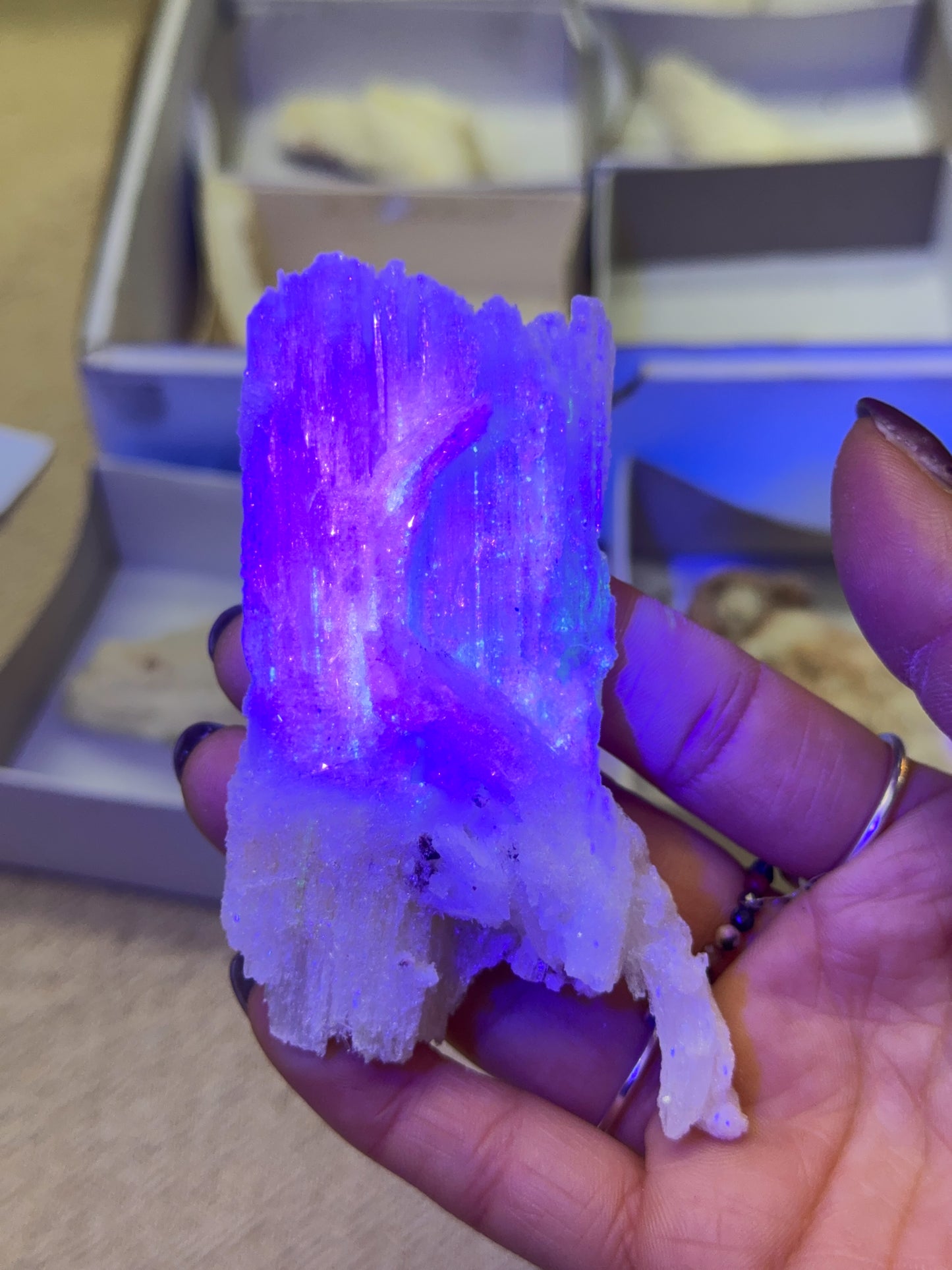 Wave Rams Horn Selenites - Small