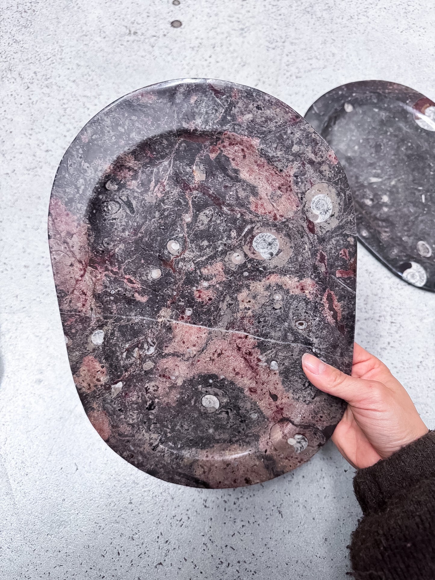 Large Fossil Plates