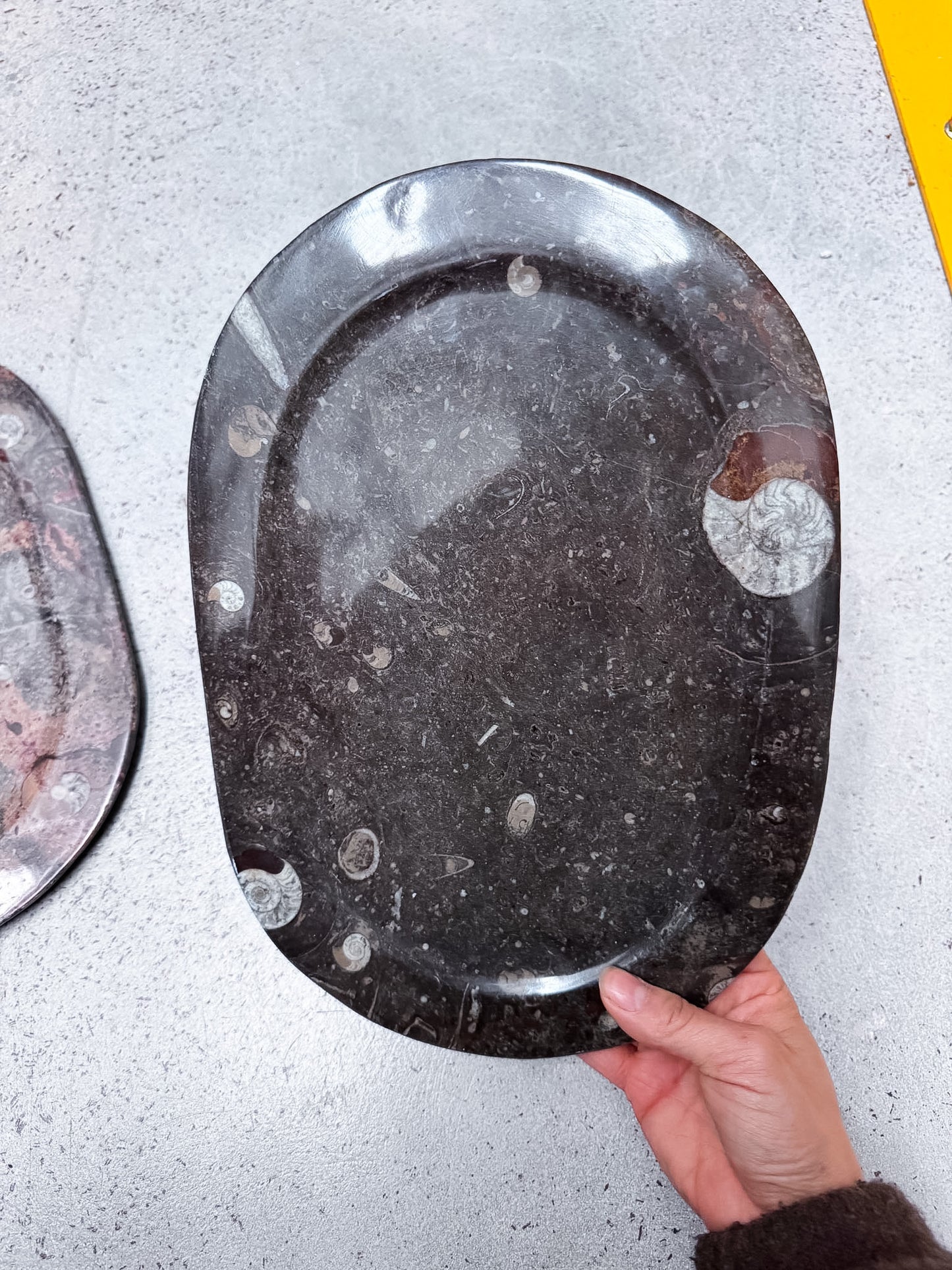 Large Fossil Plates