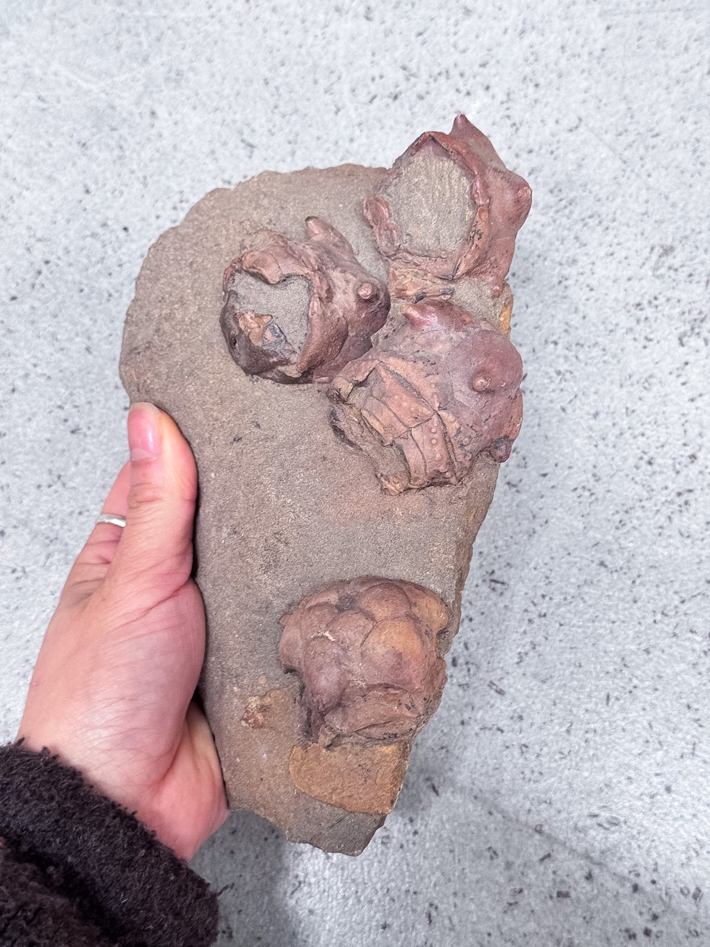 Crinoid Fossil