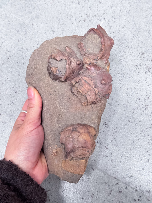 Crinoid Fossil