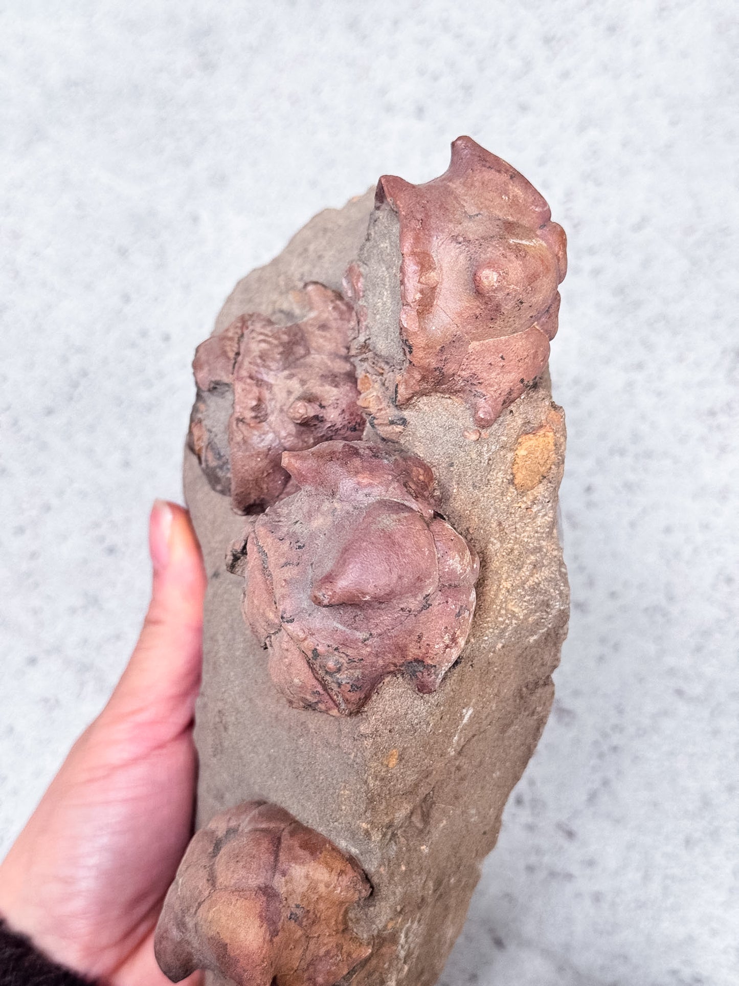 Crinoid Fossil