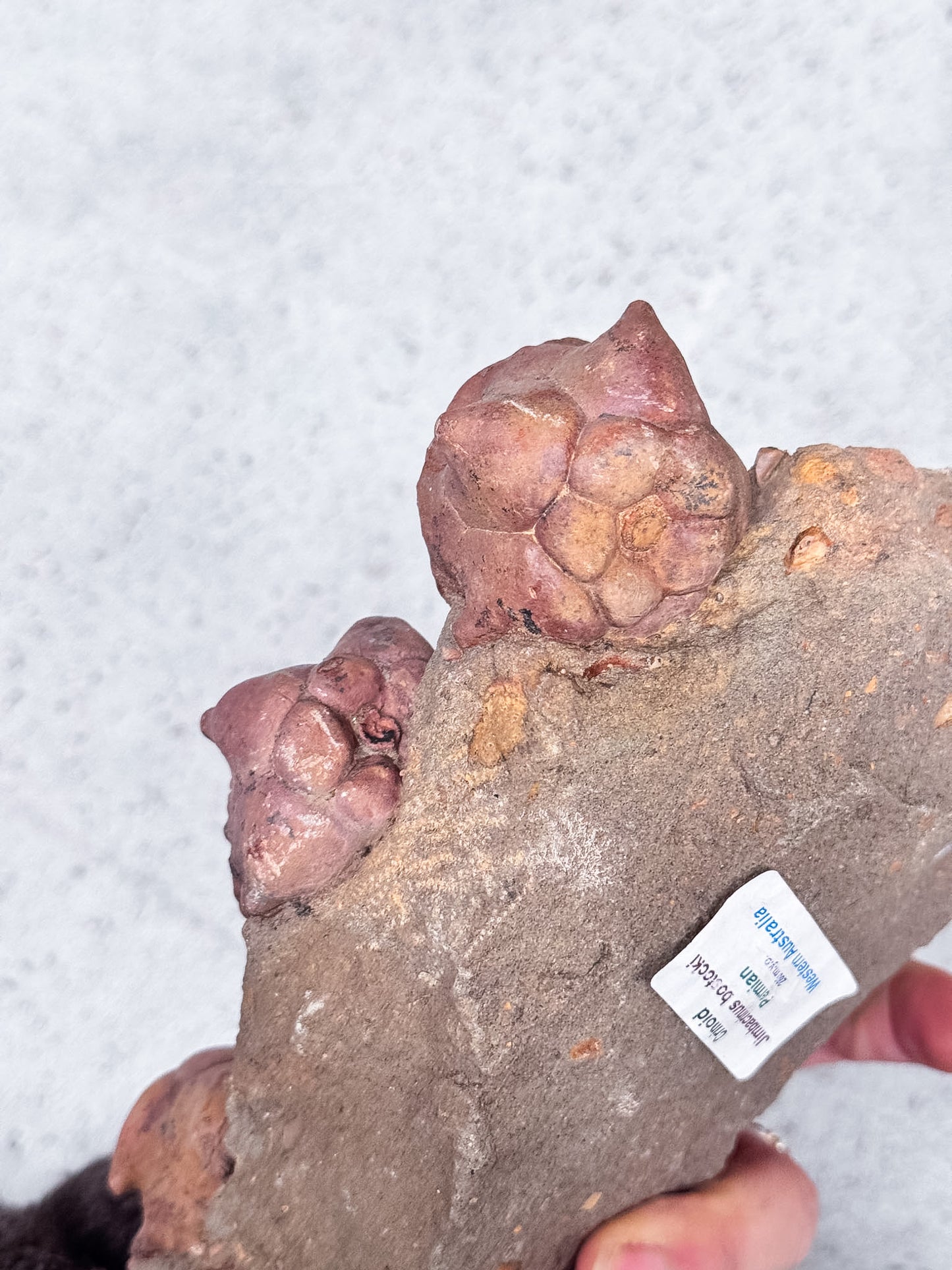 Crinoid Fossil