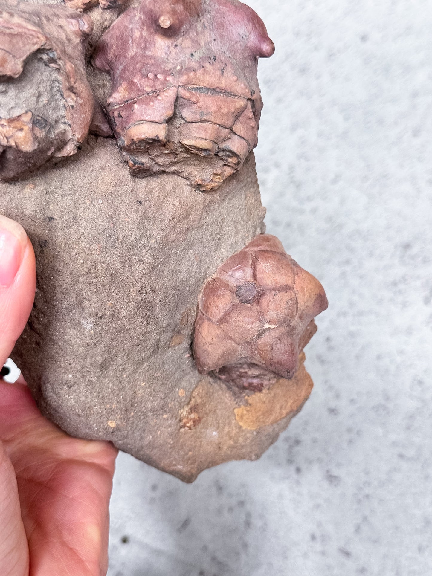 Crinoid Fossil