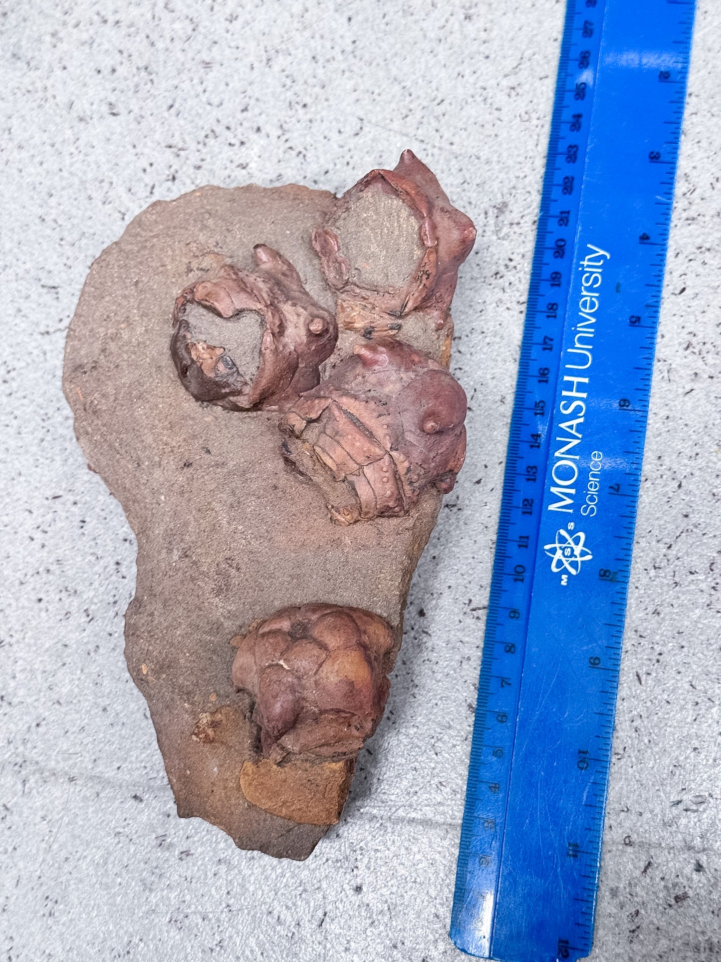 Crinoid Fossil