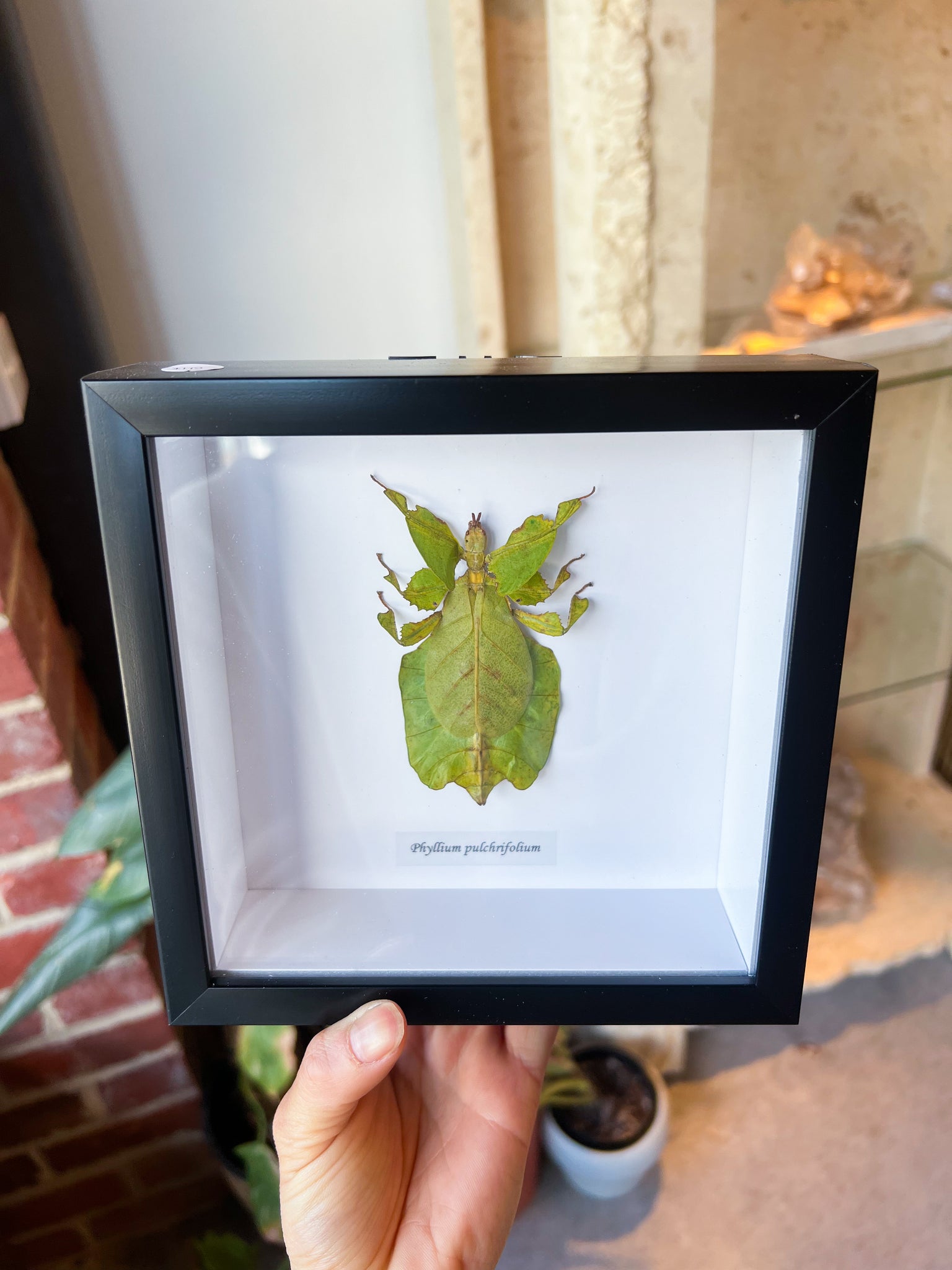 Phyllium Pulchrifolium (Leaf Insect) Bug Specimens