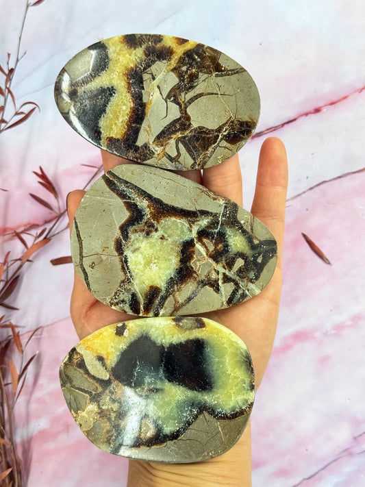 Septarian Dragon Slices
