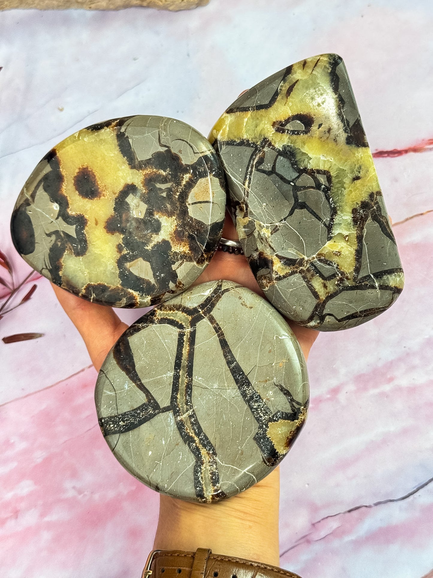 Septarian Dragon Slices