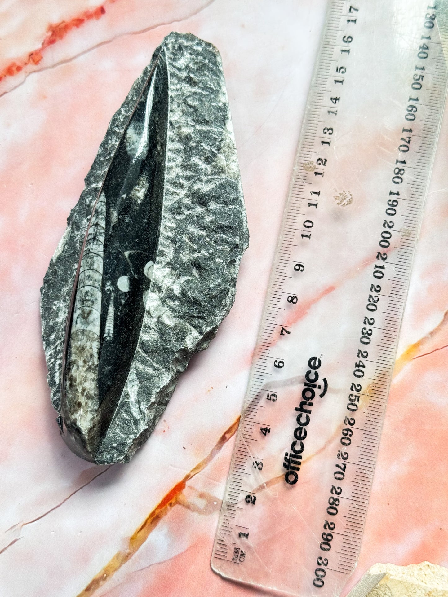 Orthoceras Fossils
