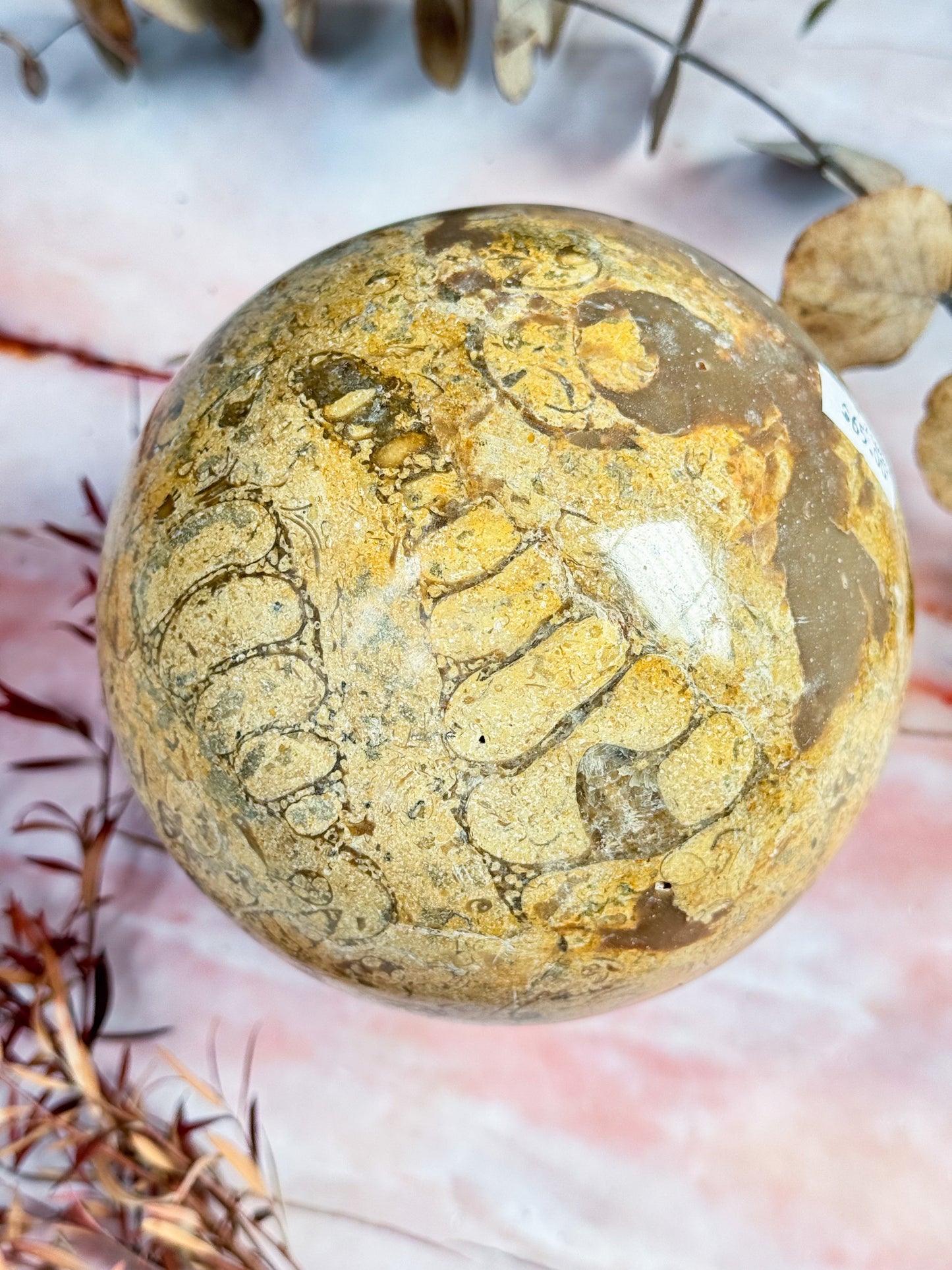 Large Fossil Stone Sphere