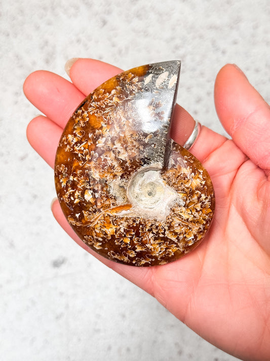 Ammonite Fossil