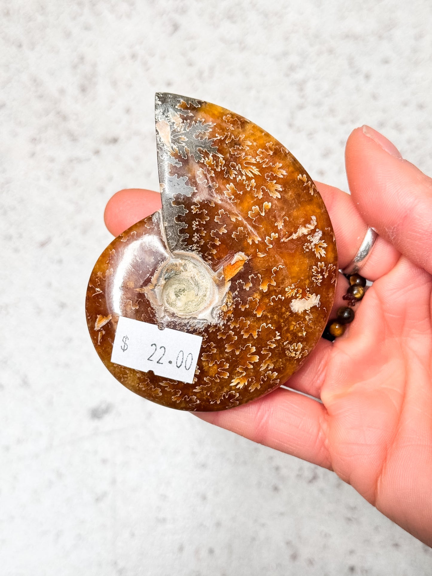 Ammonite Fossil