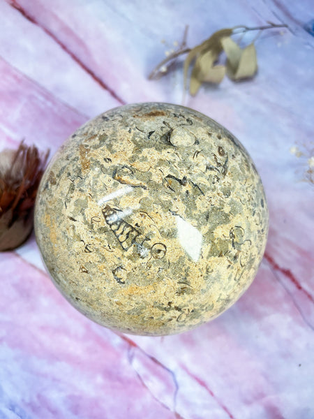XL Fossil Stone Sphere #2