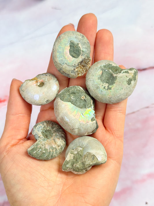 Small Ammonite Fossils