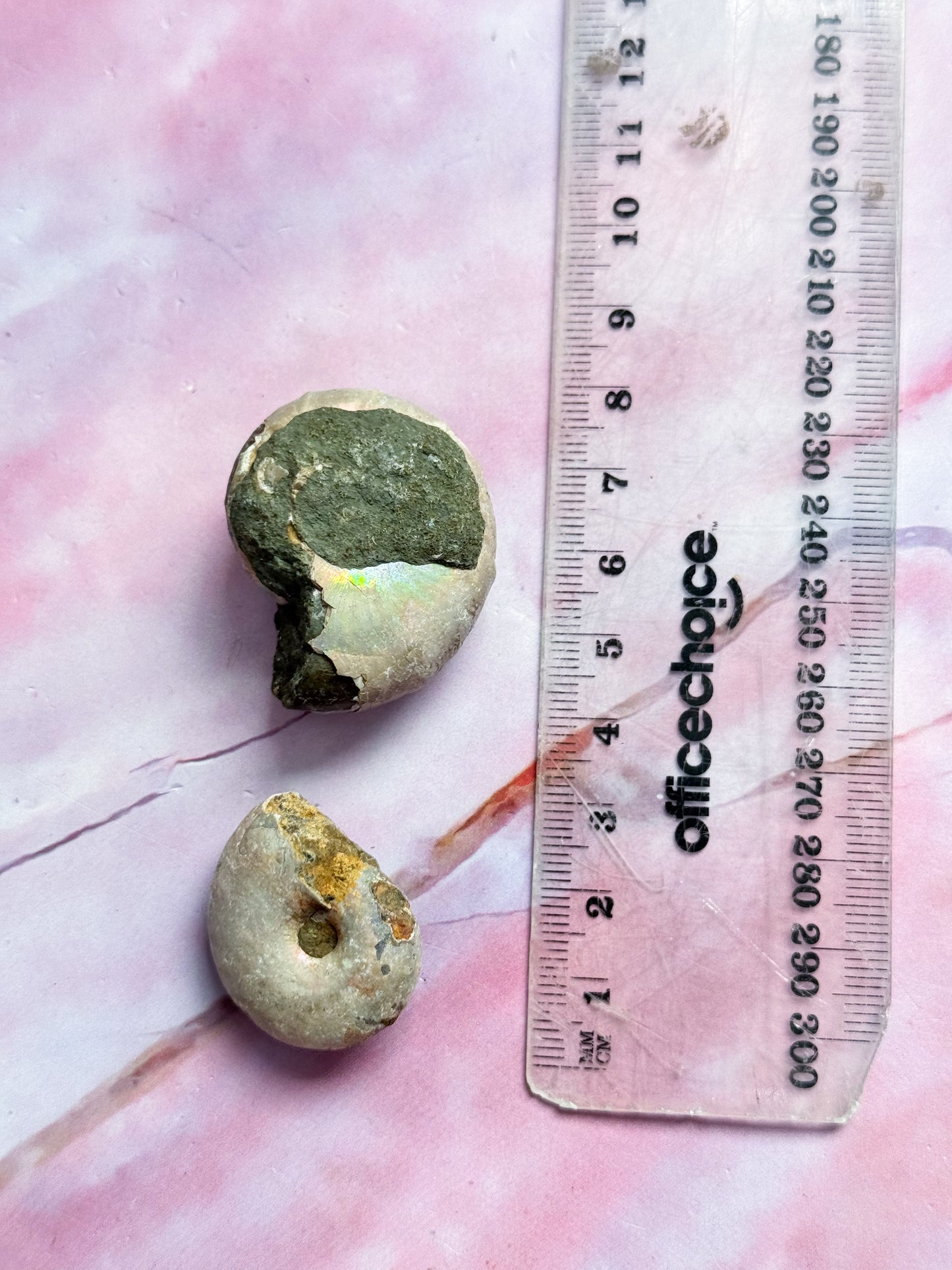 Small Ammonite Fossils