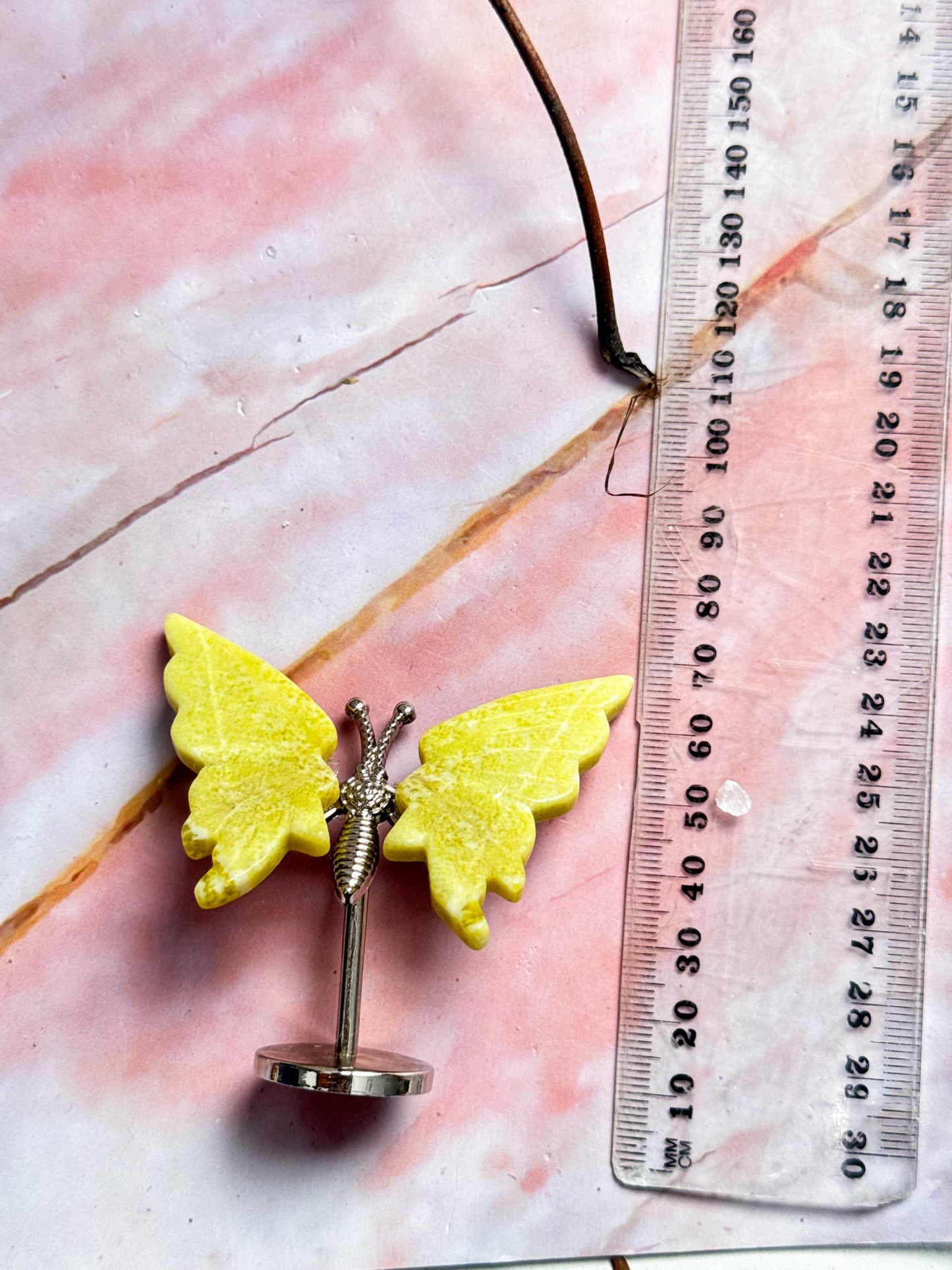 Butterfly Wing Pairs on Stand