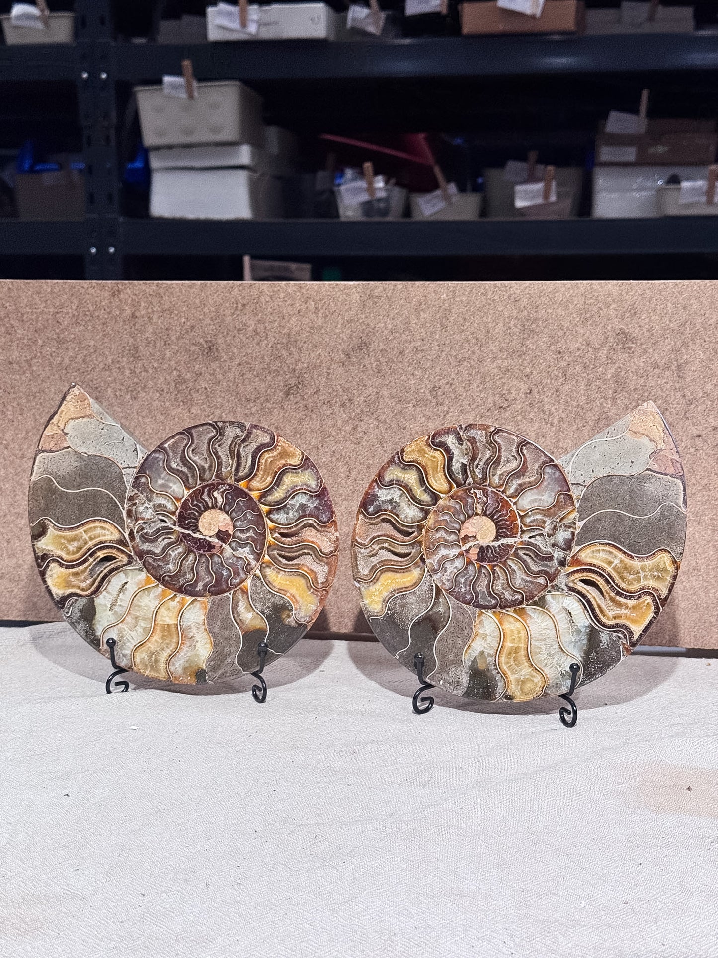 Large Ammonite Pair on Stand