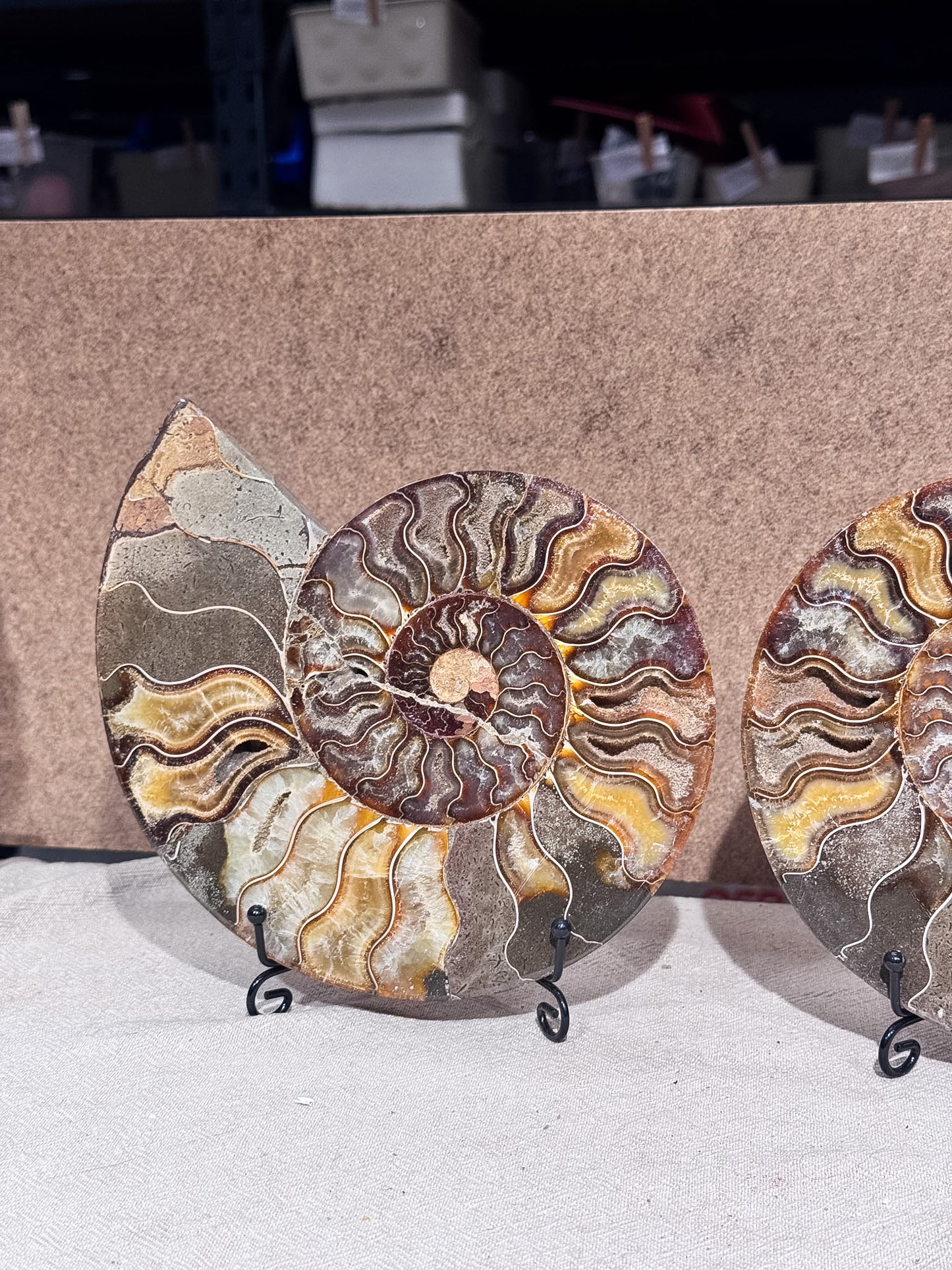 Large Ammonite Pair on Stand