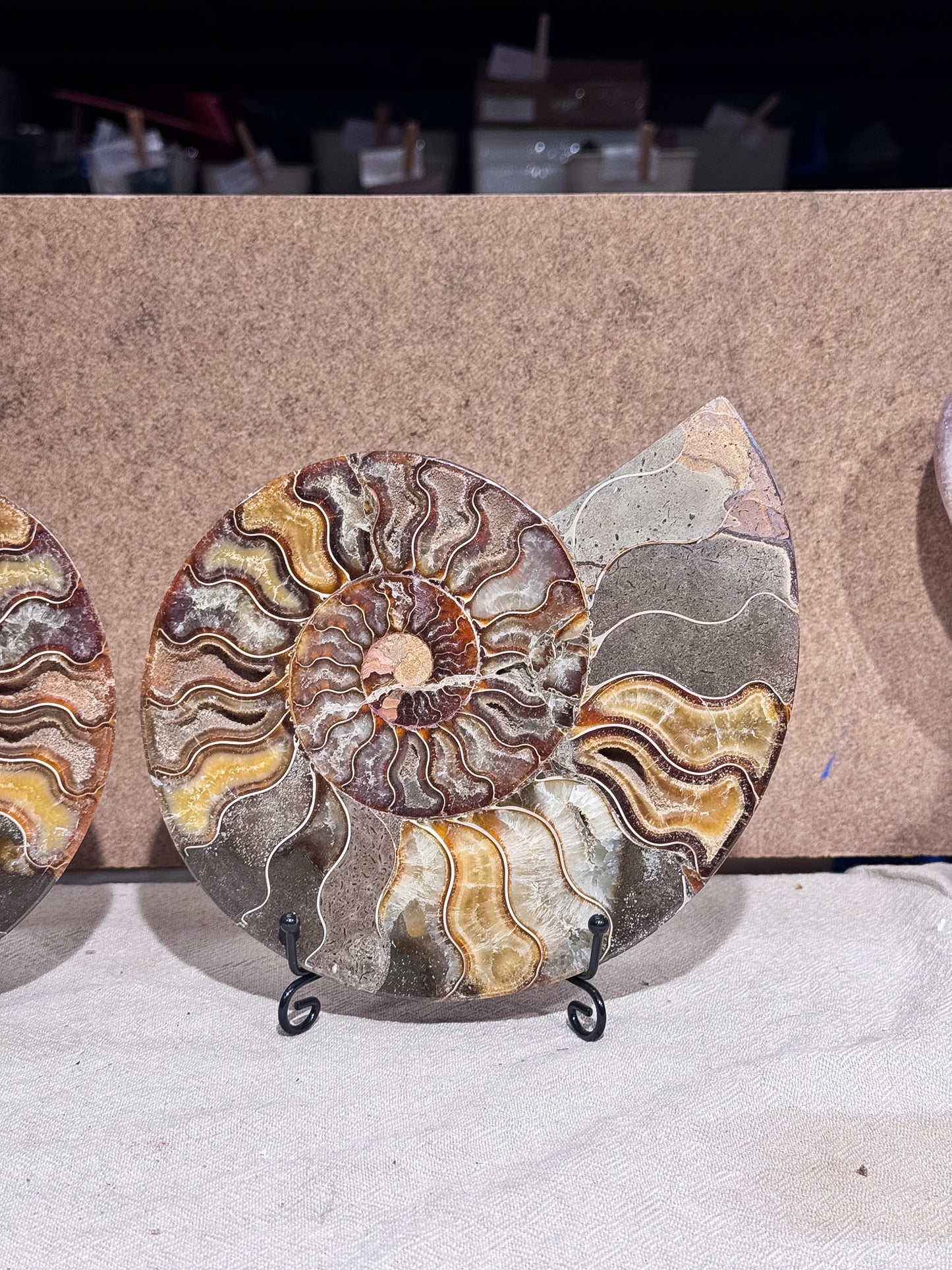 Large Ammonite Pair on Stand