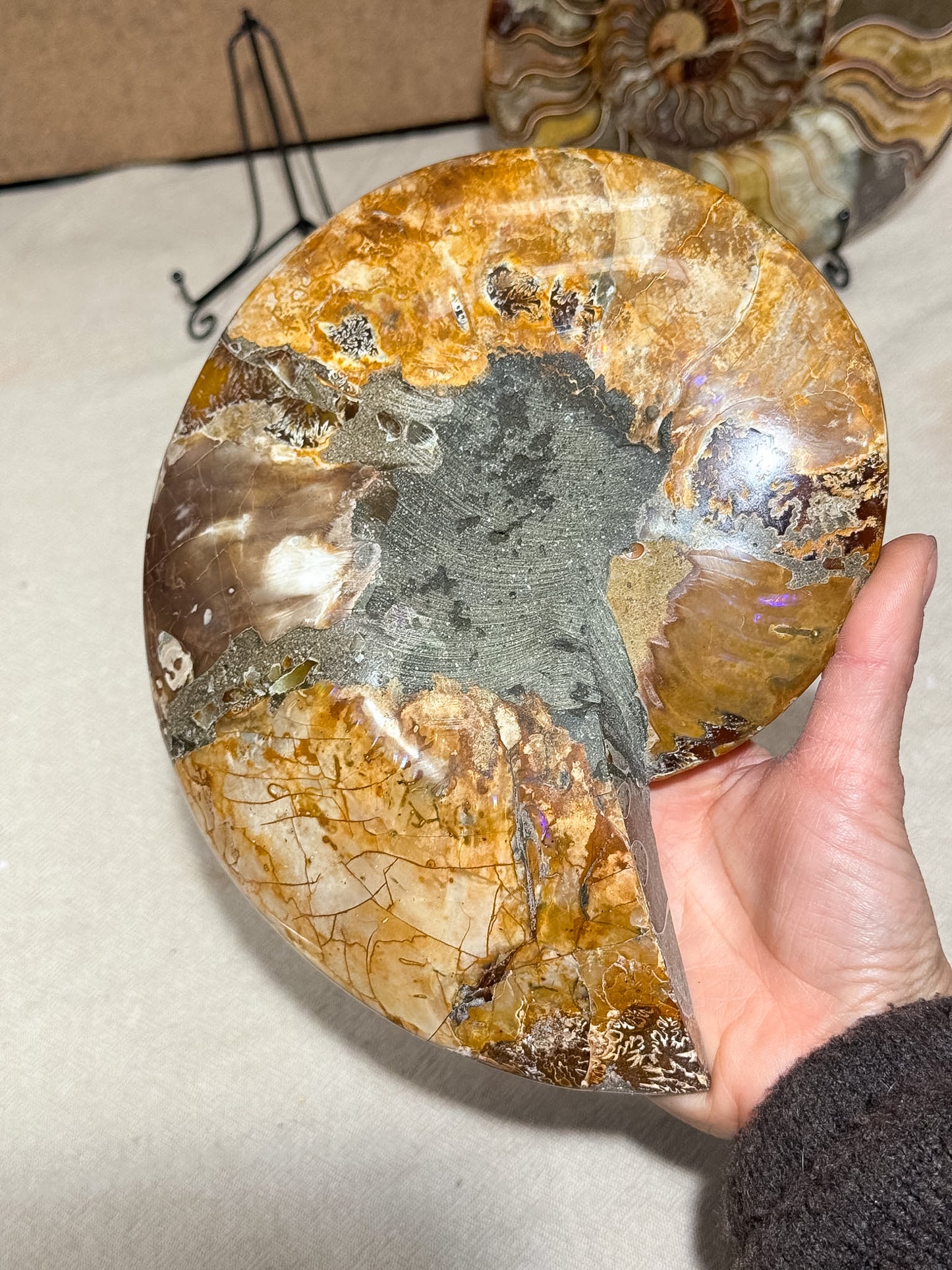 Large Ammonite Pair on Stand