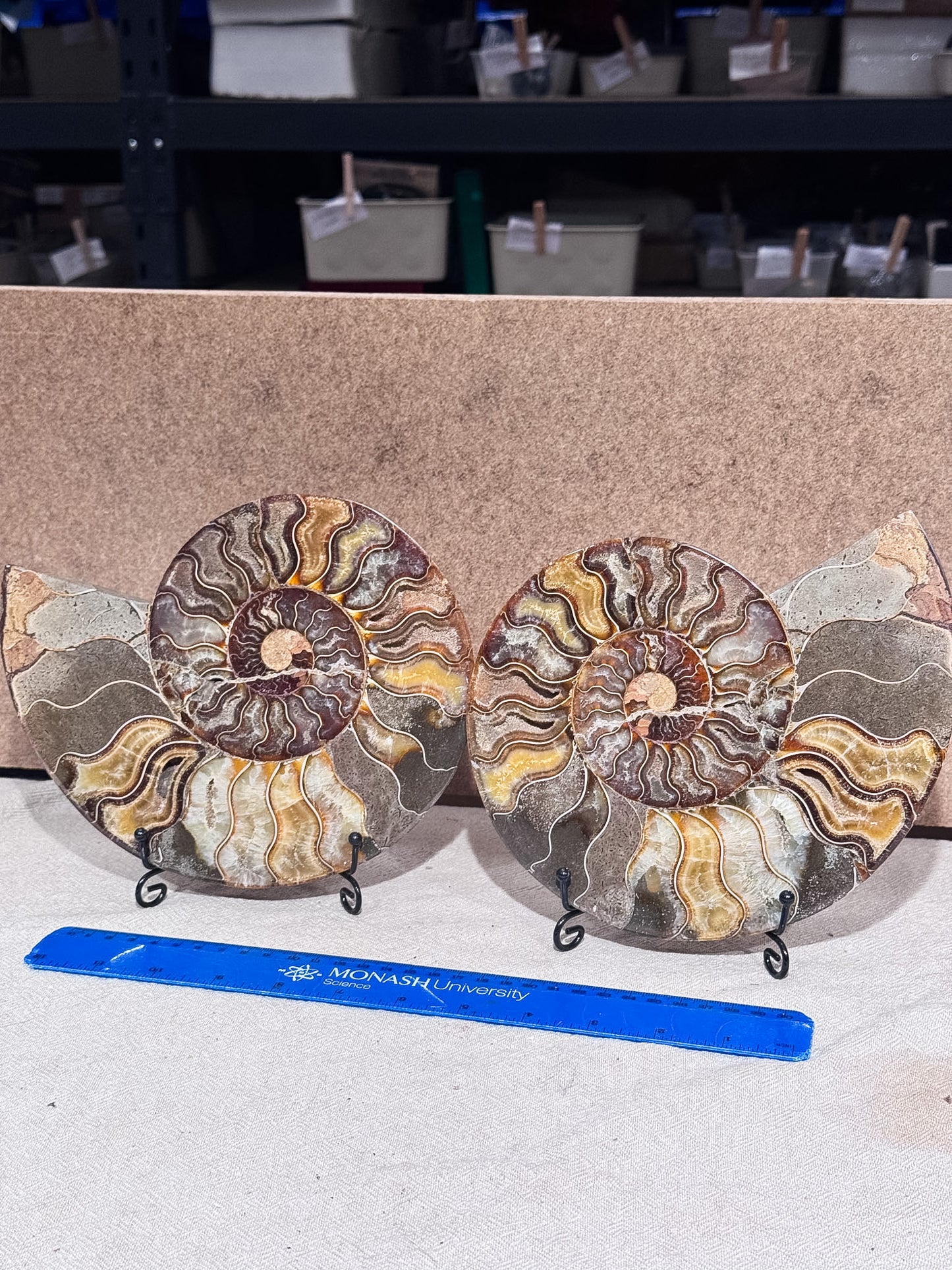 Large Ammonite Pair on Stand