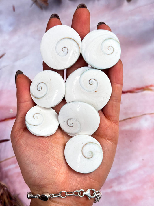 Shiva Shell Rounds