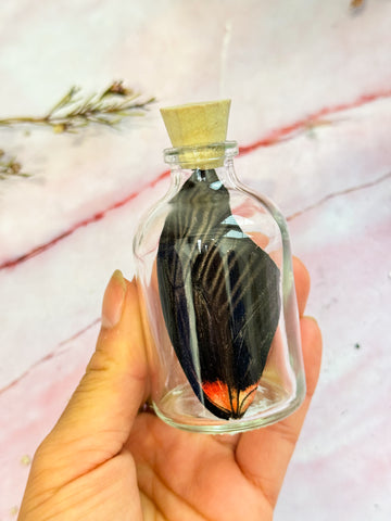 Butterfly Wing in Bottle