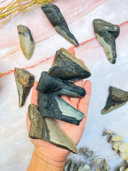 Megladon Teeth Fossil Fragments